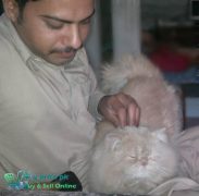 How To Buy a Cat in Pakistan Cat Breed Family Name and Price with Pics