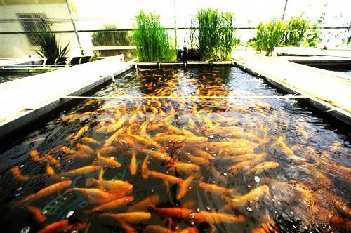 How to Fish Farming on Small Scale Business in Pakistan Investing & Earn Money