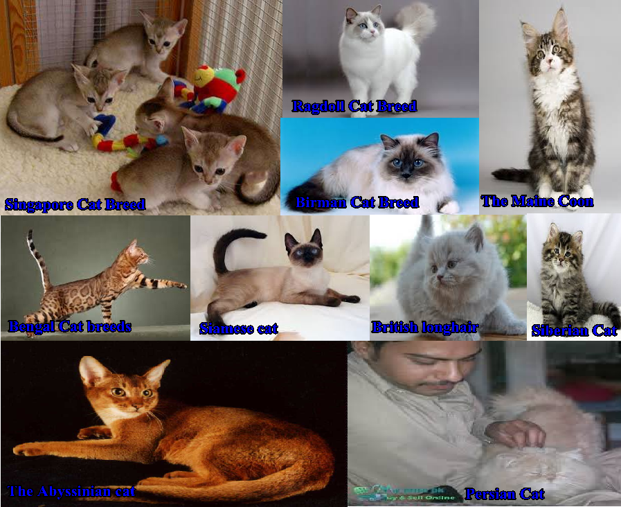 Top Breeds/Families of Cats that are Available in Pakistan Price and Pictures